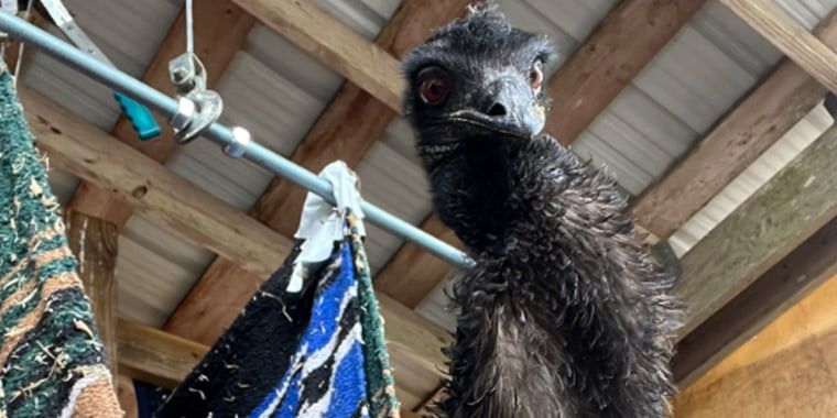 Emmanuel the emu is on the road to recovery.