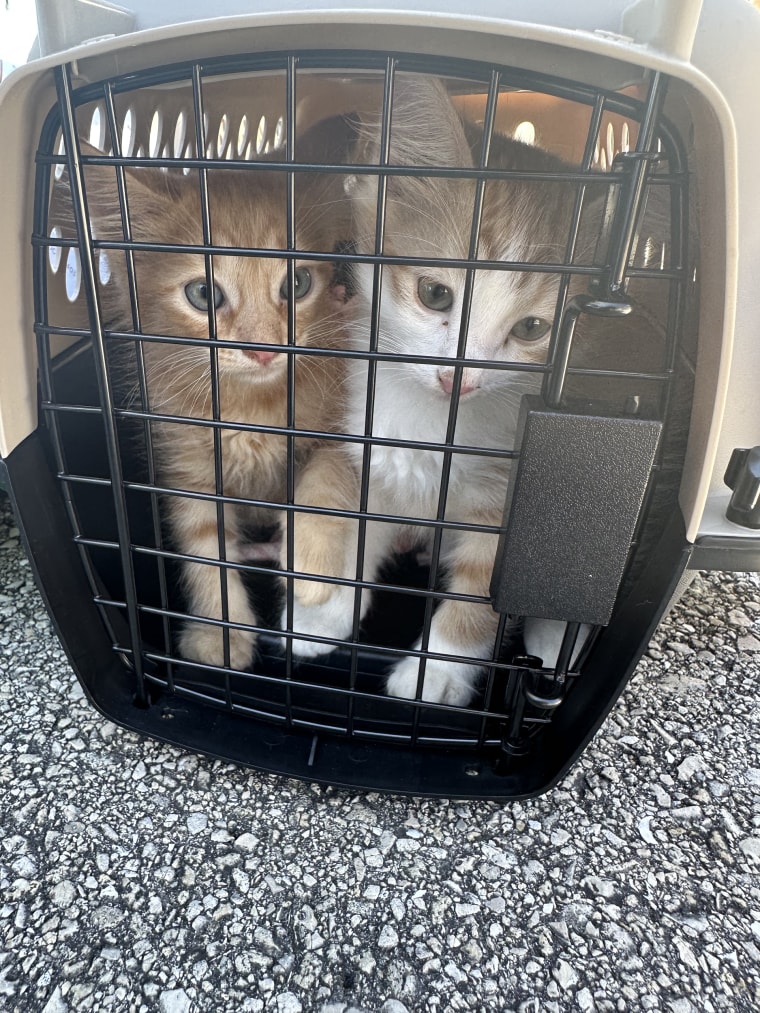 Kittens await transport after Hurricane Ian.