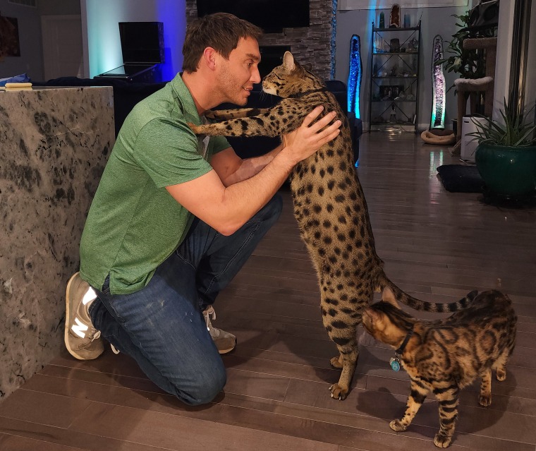 Fenrir, an F2 Savannah cat who lives in Michigan, stands 18.83 inches tall and set a mark recognized by the Guinness World Records of “world’s tallest living domestic cat.”