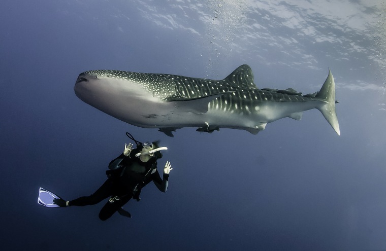 A whale shark off the coast of Cabo San Lucas, Mexico.