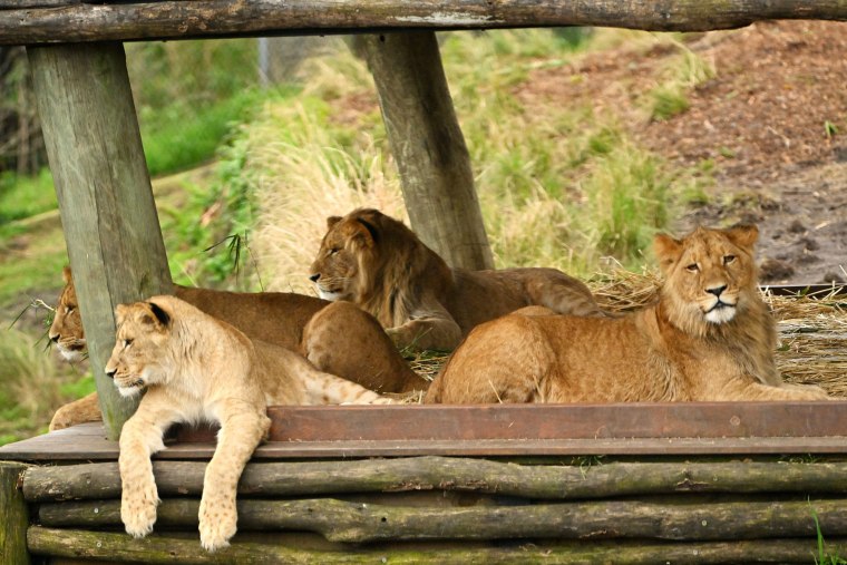 AUSTRALIA-ANIMALS-LION-BIRTHDAY