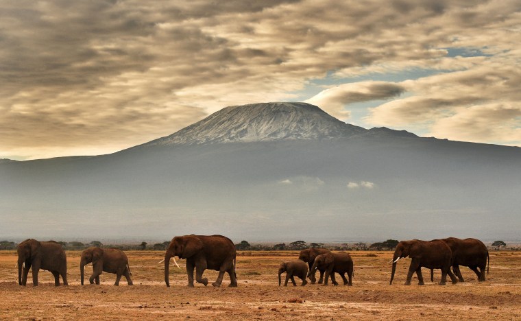A herd of elephants walk in front of Mount Kilimanjaro in Amboseli National Park on Nov. 3, 2016.