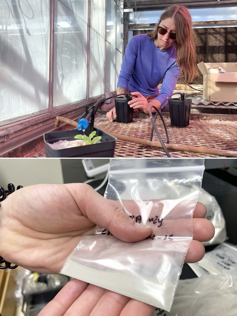 Top, doctoral student Molly Blakowski grows cabbage in a greenhouse laboratory at Utah State University to test whether toxic metals in dust are easily absorbed by plants. At bottom, Blakowski holds a bag of fine dust collected from the Great Salt Lake during field work. Blakowski added lake dust to the cabbage to measure metals uptake. 