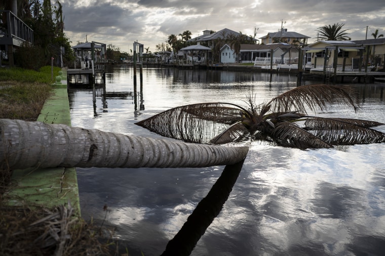 A downed palm tree in a canal in Matlacha, Fla.  on Oct, 31. Michael Verdream's body was found in one of Matlacha's canals.