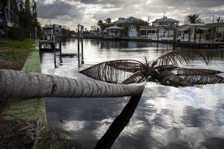 A downed palm tree in a canal in Matlacha, Fla. on Oct, 31. Michael Verdream's body was found in one of Matlacha's canals.