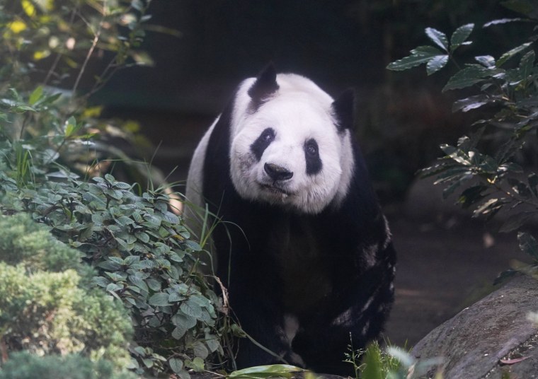 Xin Xin ecën brenda rrethimit të saj në kopshtin zoologjik Chapultepec 