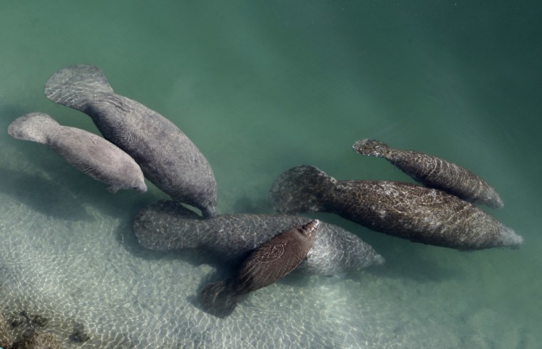 Fewer manatees died in 2019 in Florida compared with the year before. Statewide, manatee deaths decreased to 606 deaths last year, down from 824 in 2018.