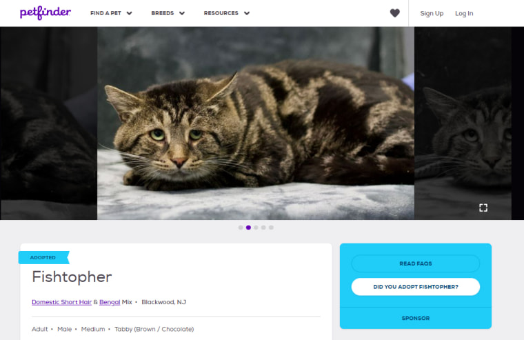 Websites 2024 like petfinder