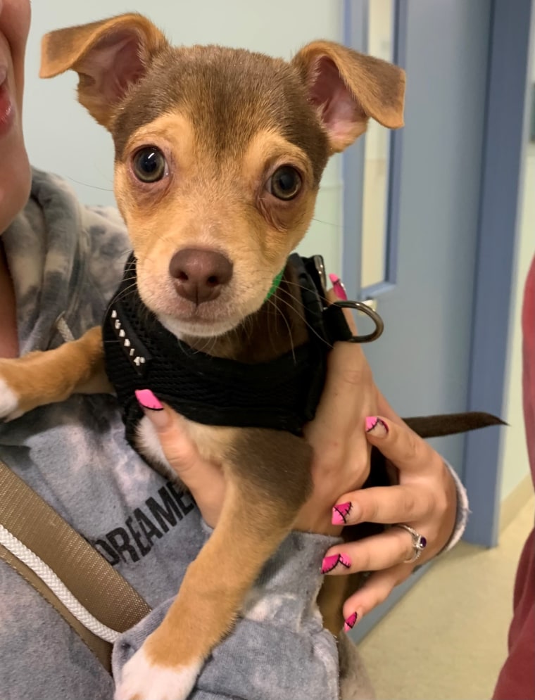 Alan, a young chihuahua mix dog, is available for adoption from SPCA Westchester.