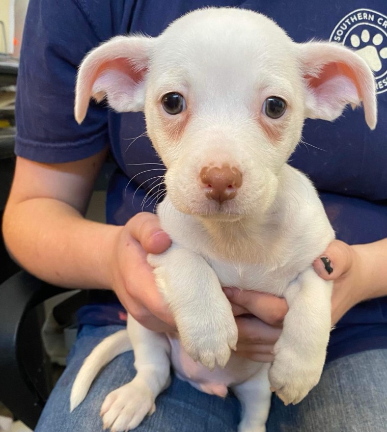 Andy, un mélange Chihuahua de 3 mois, est disponible pour adoption.