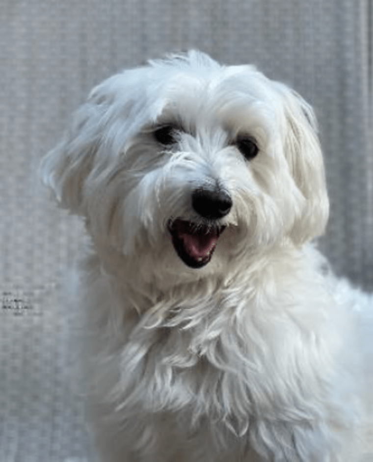 Marshmallow, a 10-year-old Maltese, is friendly with everyone he meets. He's available for adoption from the Nassau County SPCA in Bethpage, New York. 
