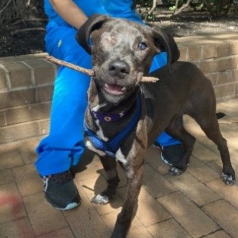 Pirate, an extremely friendly 9-month-old, one-eyed "super mutt," is available for adoption from Bideawee in New York.
