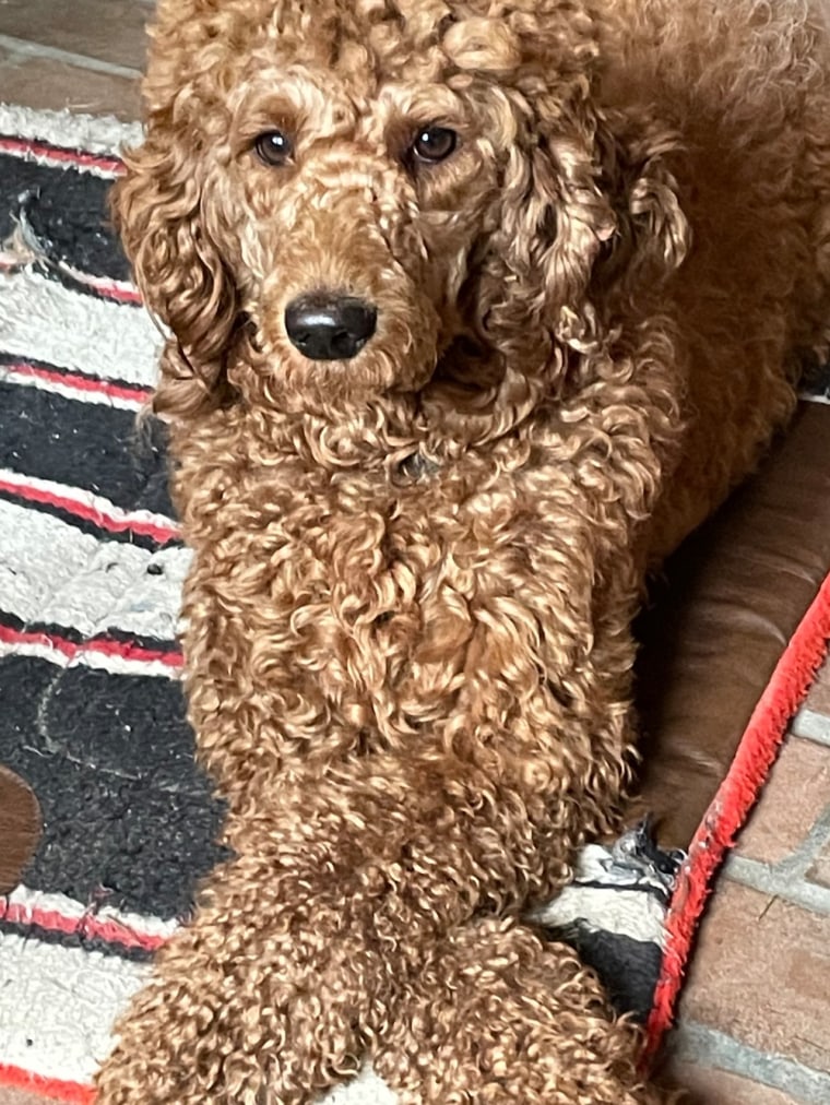 Pumpkin, an 11-month-old Labradoodle, is sweet, petite, house-trained and eager to please. She is available from Second Chance Rescue in New York City. 