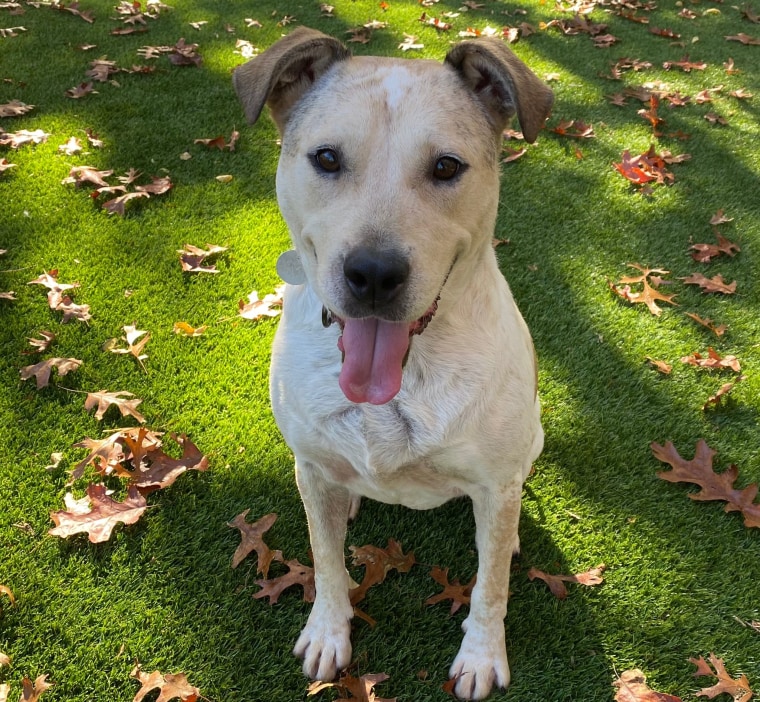 Summit, a 2-year-old sweet dog who is originally from Texas, is available for adoption from the Southampton Animal Shelter Foundation in Hampton Bays, New York.