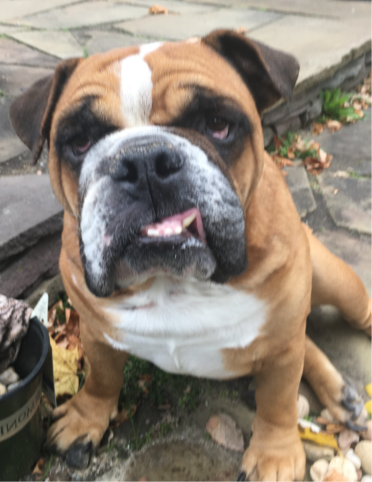 Teddy, a 4-year-old happy and funny hunk of love, is available for adoption from Long Island Bulldog Rescue. 