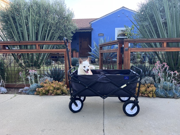 Gino loves wagon rides around the Mar Vista neighborhood of Los Angeles. “His is a life of luxury at this point. He has been retired a very long time,” Alex Wolf tells TODAY.com.