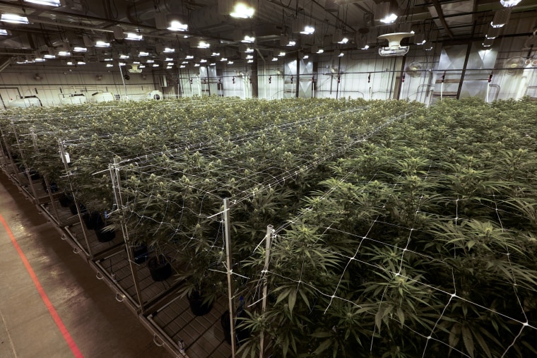 Plantas de cannabis en una instalación de True North Collective en Jackson, Michigan.