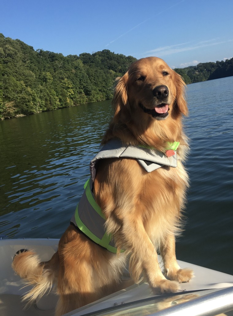 With veterinary care, Pippa survived ingesting rising bread dough.