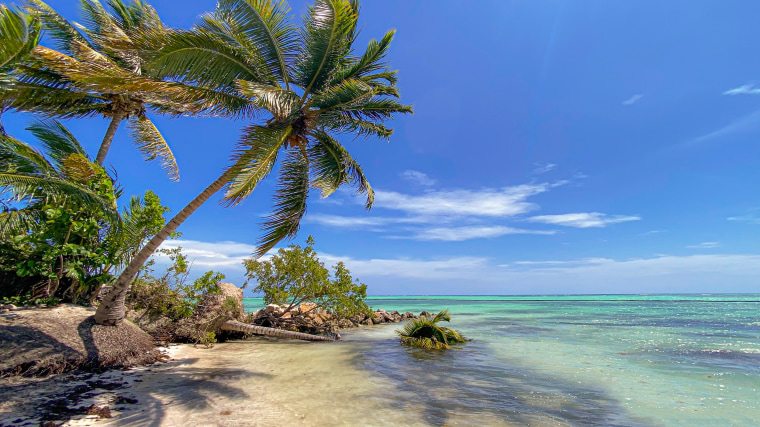 Palm trees on a sandy beach of Punta Cana