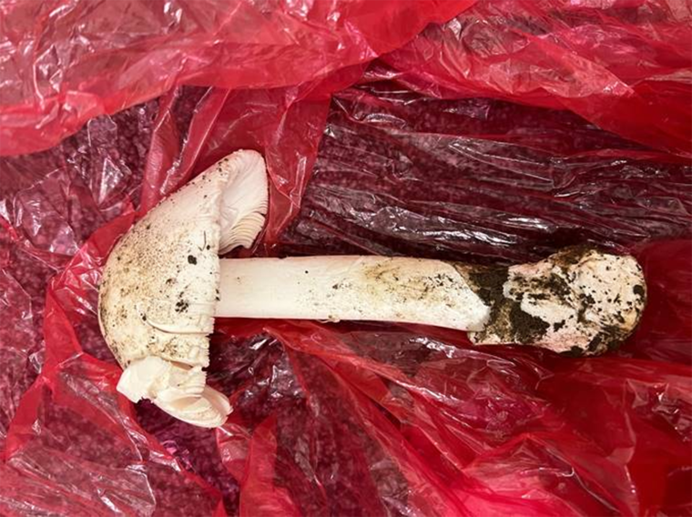 This “death cap” mushroom caused severe, life-threatening liver damage after a woman and her son foraged it for food.
