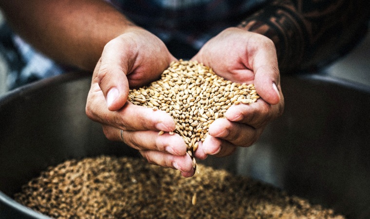 Farmer holding grains