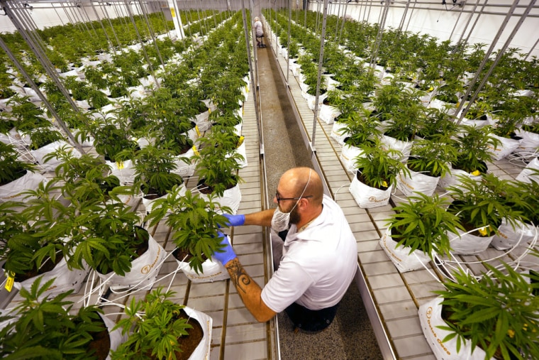 Un invernadero de plantas de cannabis en Grandview, Missouri, el 31 de octubre de 2022.