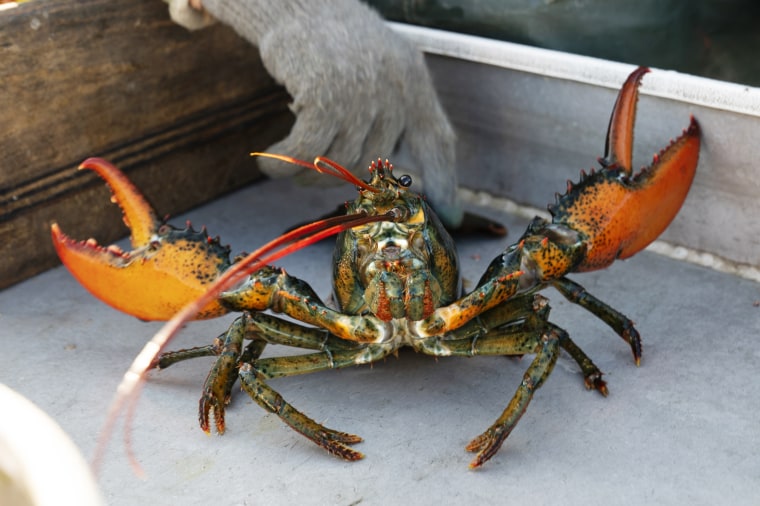 A lobster rears its claws after being caught off Spruce Head, Maine, on Aug. 31, 2021. 