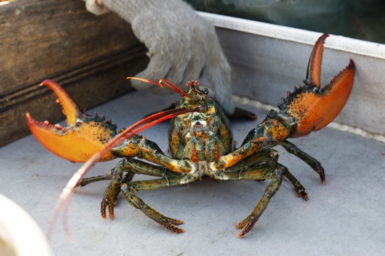 Una langosta levanta sus garras después de ser capturada en Spruce Head, Maine, el 31 de agosto de 2021. 