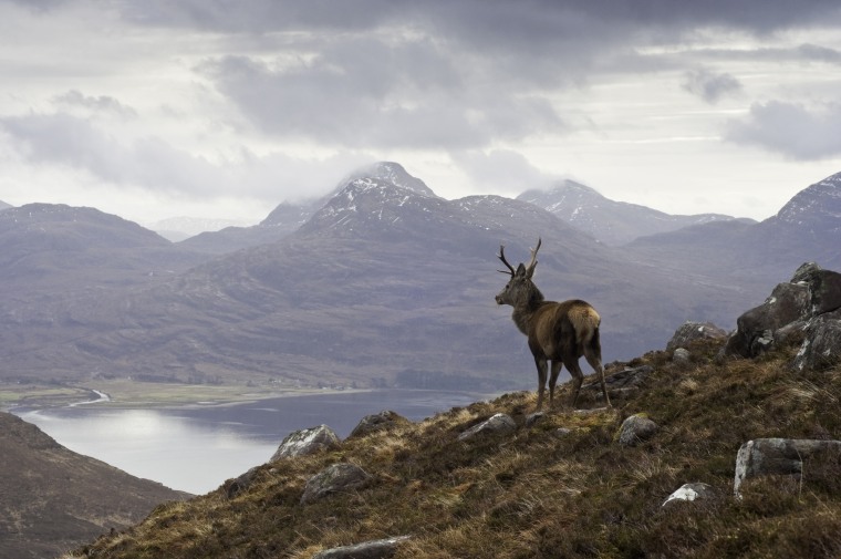 A stag in the Scottish highlands. The same photo appears on the Established Titles website to promote the "Lordship Pack."