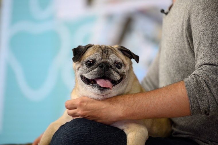 Fideos el Pug.