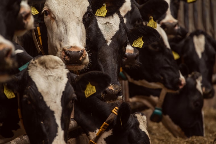 Dairy cows at a farm in the village of Oldetrijne in Friesland, a northern province of the Netherlands.