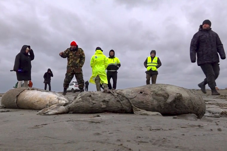 About 700 endangered seals were found dead on the coast of the Caspian Sea in Dagestan. According to the local authorities, the reason for the death has not been established yet, and the number of dead animals may increase. Specialists of the Russian Federal Fisheries Agency and the Environmental Prosecutor's Office are inspecting the coastline and collecting data for laboratory research. 
