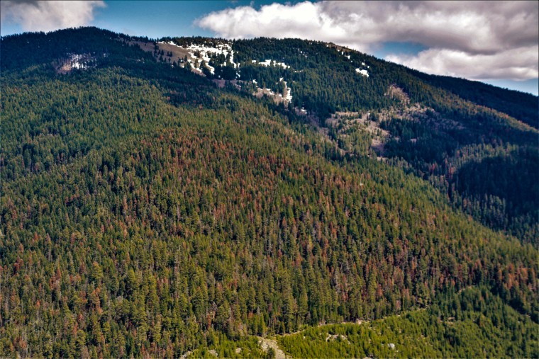 Fir die-off as observed during this year’s aerial survey in the Fremont-Winema National Forest in southern Oregon.