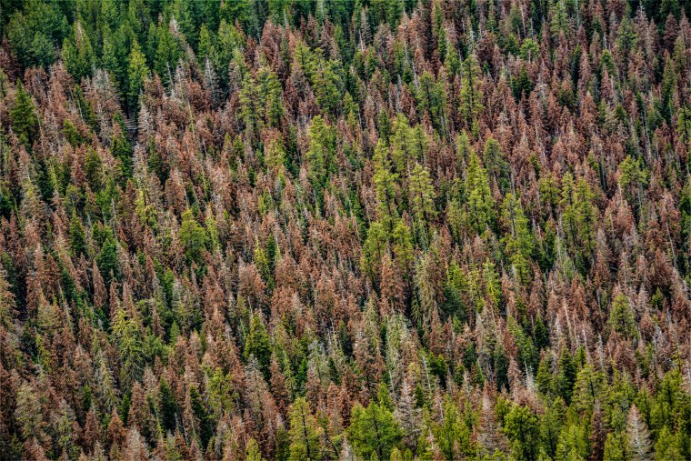 Fir die-off as observed during this year’s aerial survey in the Fremont-Winema National Forest in southern Oregon.