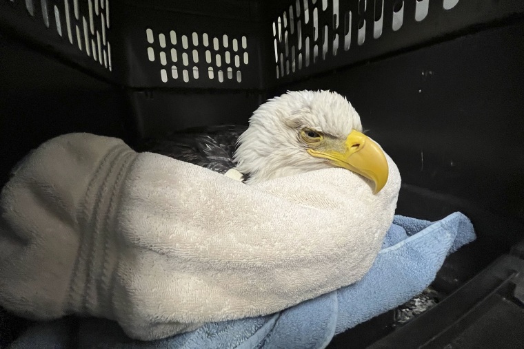 A bald eagle likely poisoned by scavenging the carcasses of euthanized animals that were improperly disposed of at a Minnesota landfill.