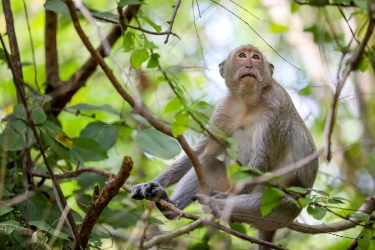 Image: A macaque in Cambodia.Earlier this year, long-tailed macaques and pig-tailed macaques were listed asendangered species by the International Union for Conservation of Nature.