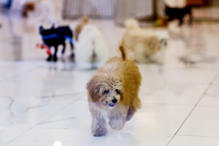 A puppy walks through a pet shop on July 24, 2022, in New York.