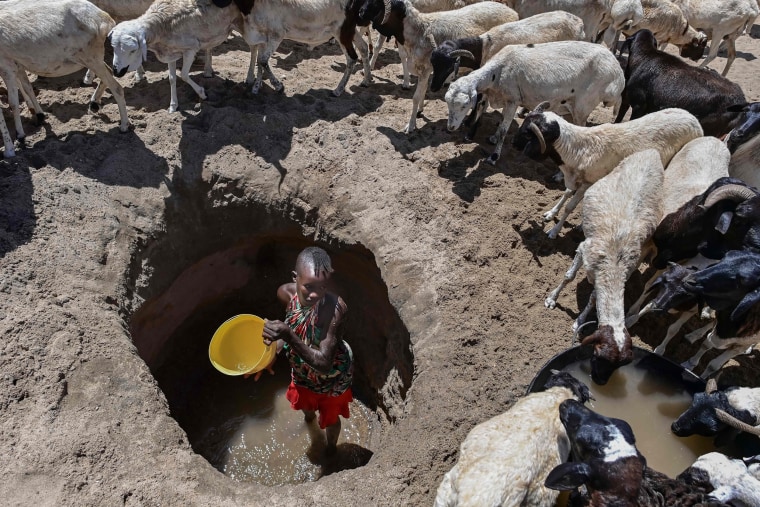 A woman waters goats from a shallow well dug into a dry riverbed at Eliye springs on the western shore of Lake Turkana in Kenya
