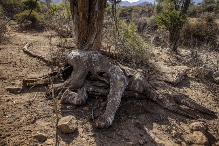 The carcass of an adult elephant, which died during the drought, at the Namunyak Wildlife Conservancy in Samburu, Kenya