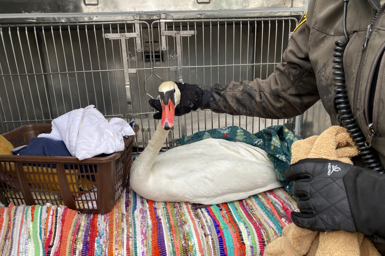 The Oakland County, Mich., sheriff’s search-and-rescue team rescued an injured swan that was frozen to a lake.