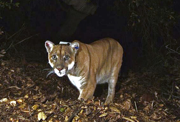 The mountain lion known as P-22 