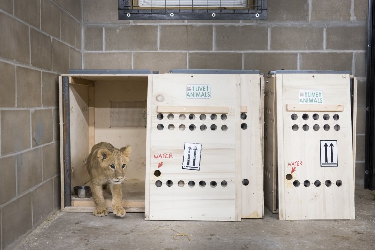 One of the cubs emerges from his transport crate at The Wildlife Sanctuary.