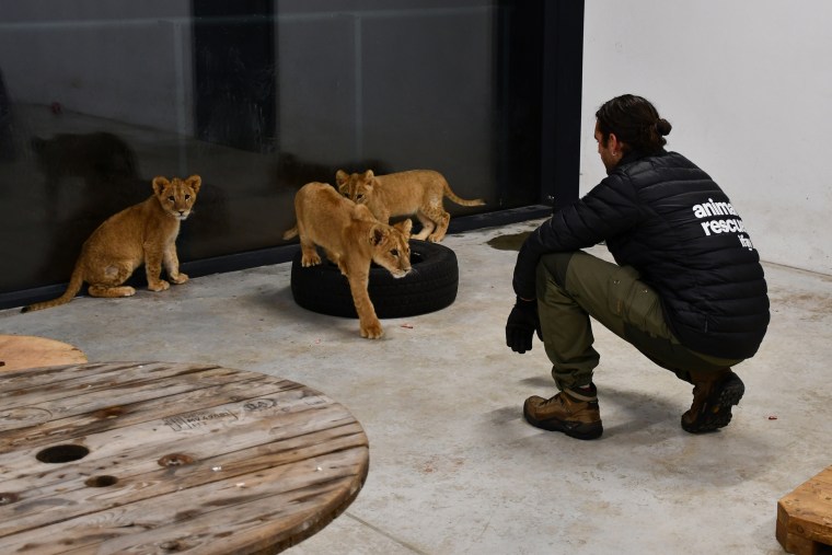 Dr. Andrew Kushnir with the three lion cubs he rescued from Ukraine.