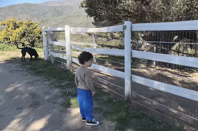 Archie observing animals.