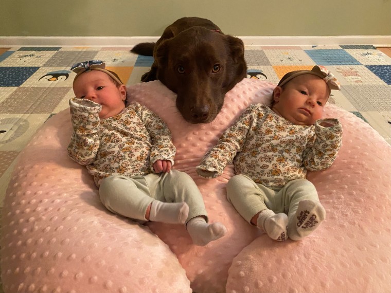 A brown lab looks over two infant girls in floral shirts laying on a pink pillow.