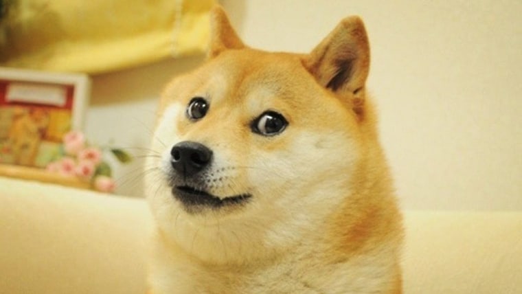 "Doge" is the nickname given to Kabosu, a Japanese Shiba Inu, who rose to online fame in 2013. 
