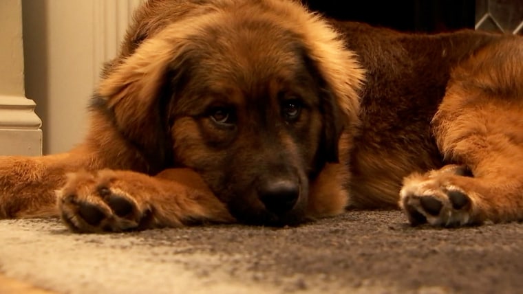 A large light brown dog laying on the floor.