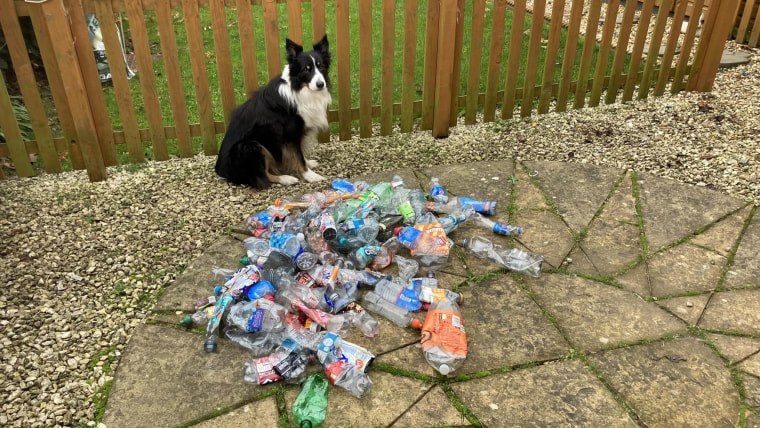 A black and white border collie sits in front of a fence next to an enormous pile of plastic litter.