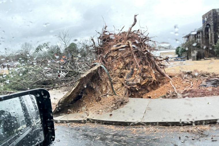 An uprooted tree on the grounds of Jessieville School in Jessieville, Ark., on Monday.