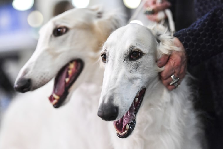 5792831 23.02.2019 Borzoi dogs are displayed at a dog show, in Moscow, Russia.
